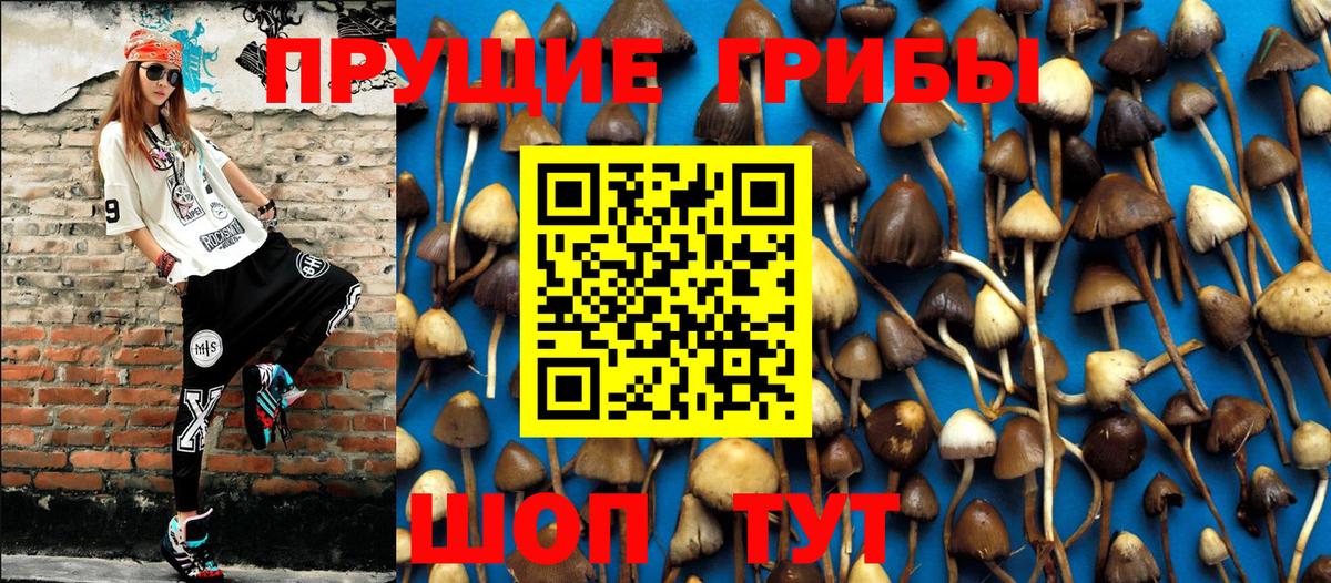 Псилоцибиновые грибы GOLDEN TEACHER  Вход с VPN  Томск  Галлюциногенные грибы Psilocybe 